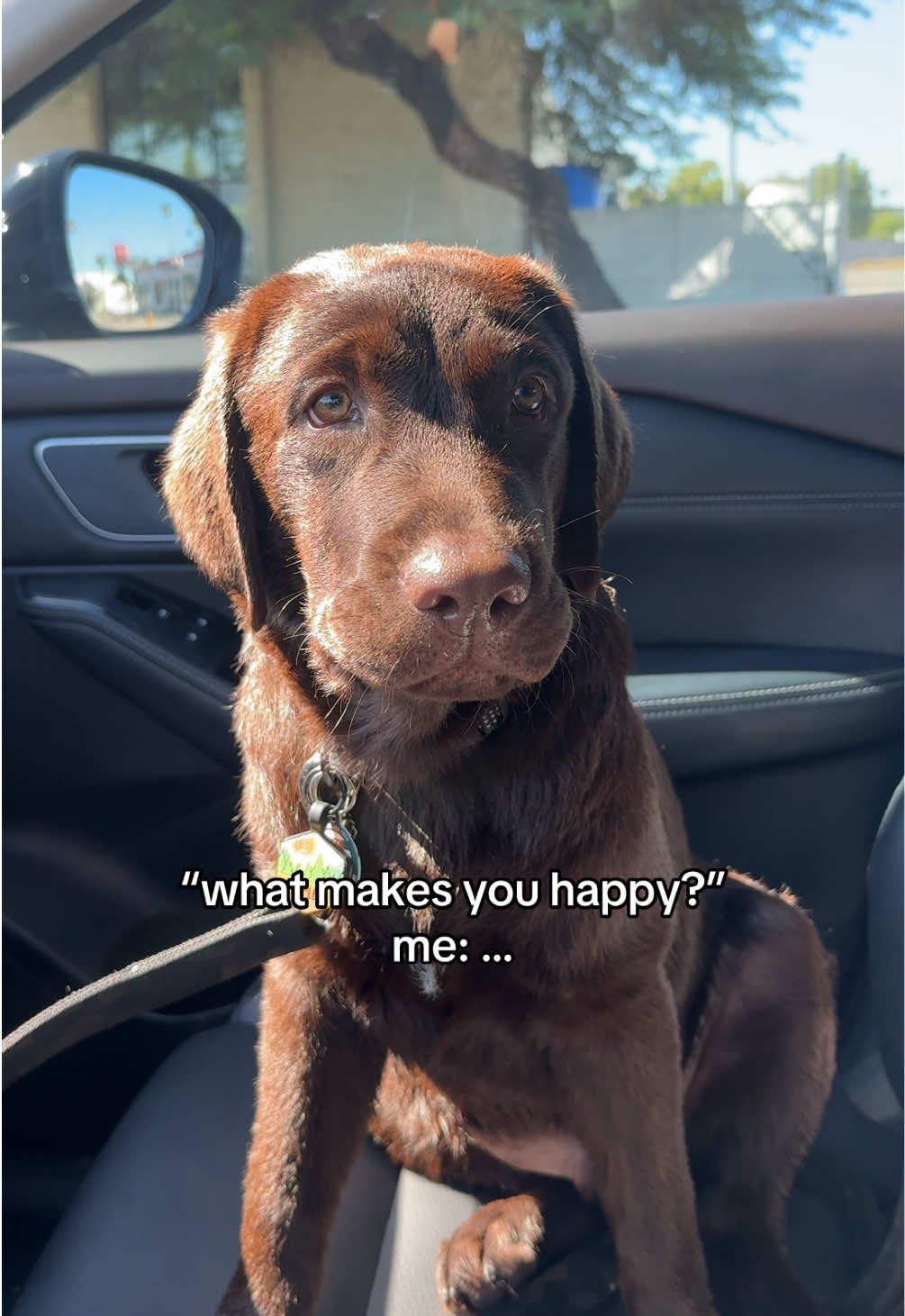 him 🤎 #labpuppy #labradorretriever #englishlab #chocolatelab #PetsOfTikTok 