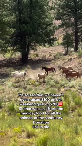 Please friends link in bio for help #washington #horeslover #horsesoftiktok #skydogcotton #horse 