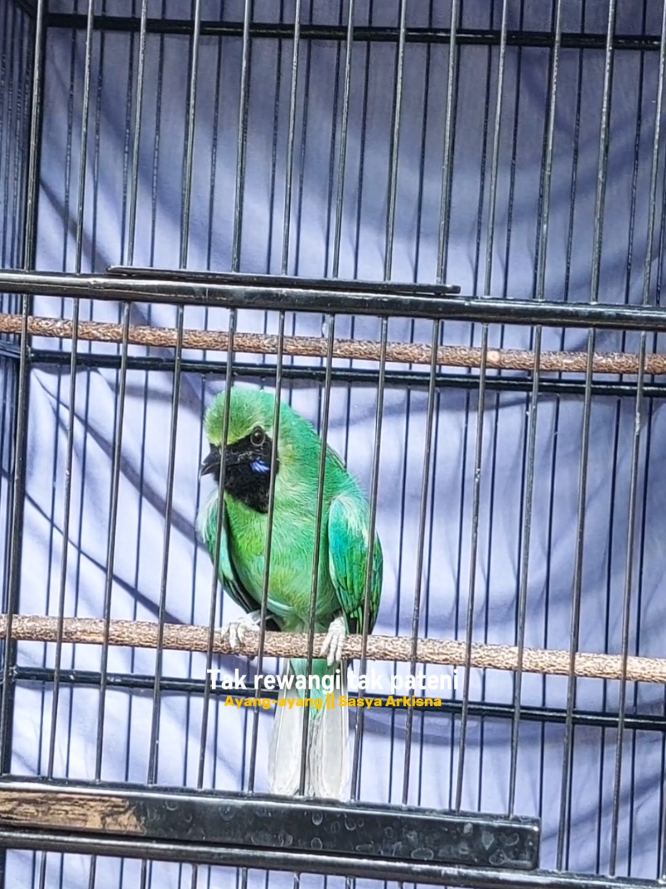 MASKOT GOLDEN BOY cucak hijau dengan tipikal buka ekor ini mencetak sejarah dalam 1 hari main di dua arena dan naik 5 sesion sabet  juara 1 1 1 1 1 #CapCut #kicaumania #kediri24jam #cucakijobanyuwangi #cucakijokalimantan 