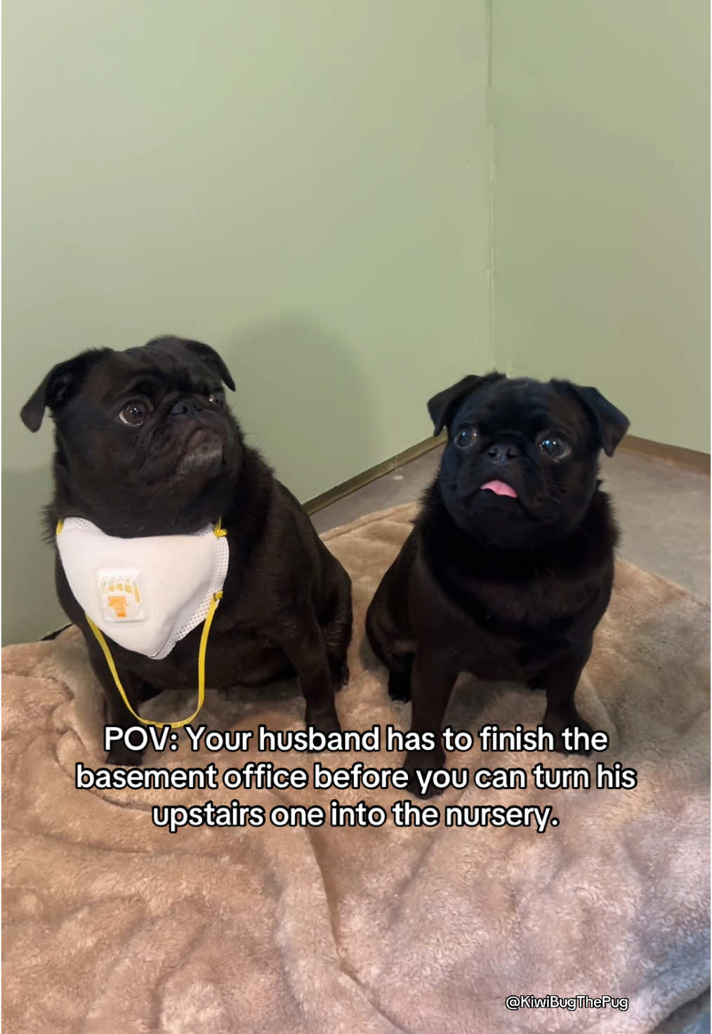 We have less than three months to go, pugs and hubby! Let’s get going! 😂🤣
