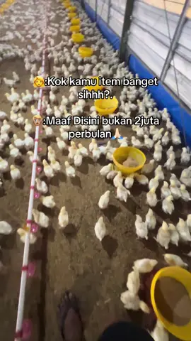 #broiler #broilergank #foryou #fypシ #H417AFI 