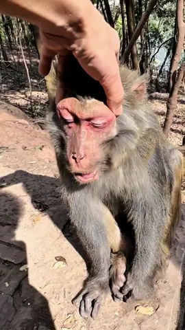 #tiktok #monkey #foryou 