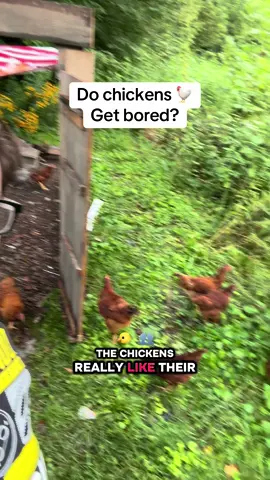 What do you think? Do chickens get bored. #RemodelMedia #respectthewhisk #chicks #chickencoop #chickens 