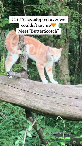 Meet ButterScotch. He is about 9 months and is a great addition to our family of animals . #cats #stray #kittycat #adoptdontshop #neuteredcat 