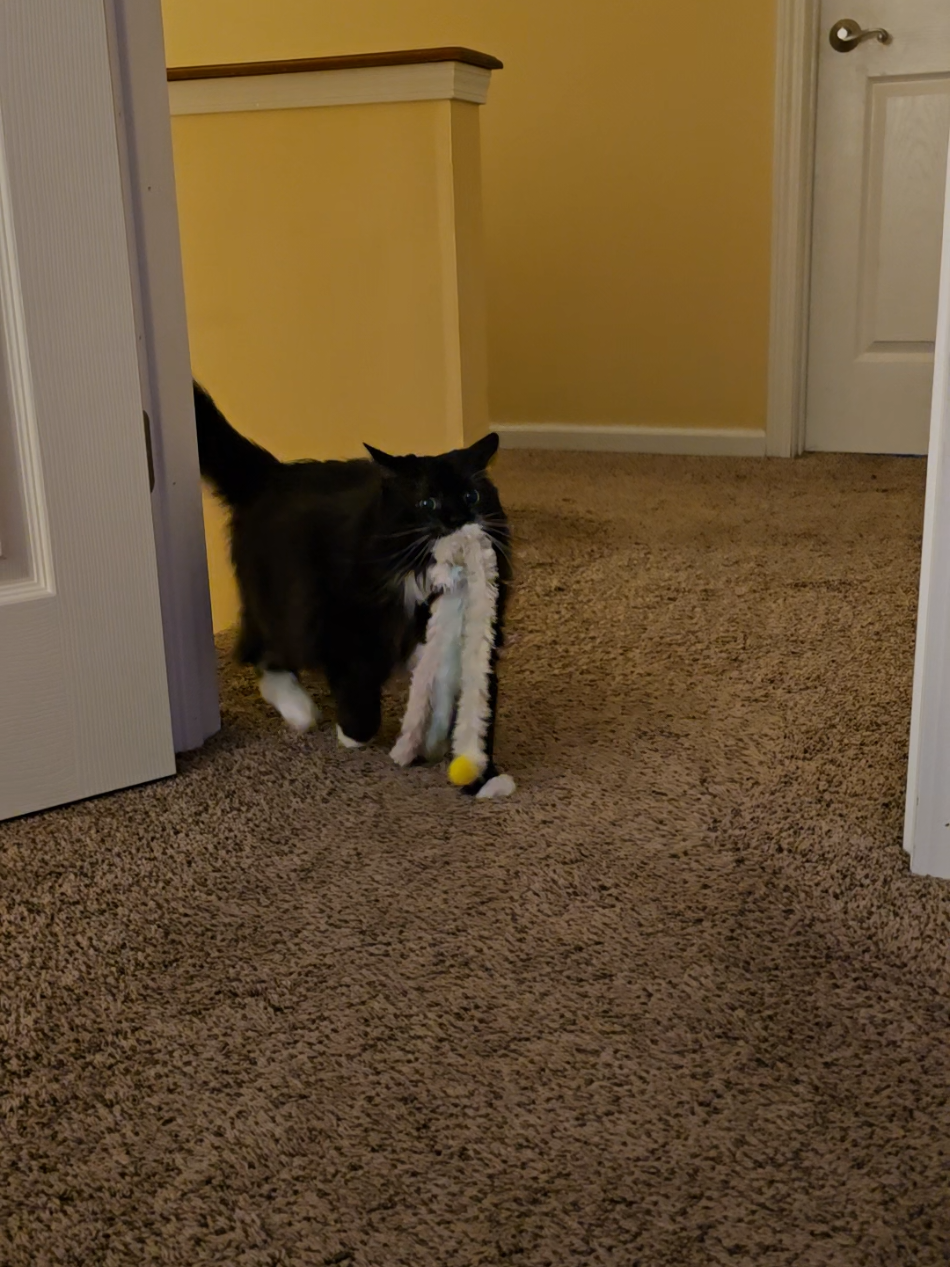 She sent a howler after he left. She may still be mad #fyp #tuxedocat #cat #PetsOfTikTok #catsoftiktok 