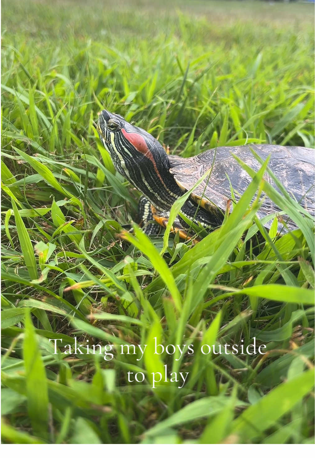 #turtlemom 
