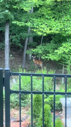I think she was very interested. She wants to be famous. 🦌 #fyp 