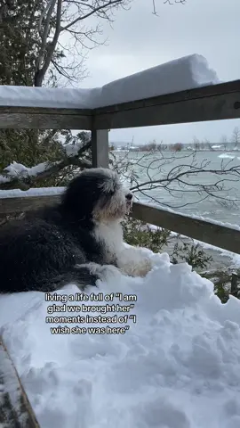 In her element #dogsoftiktok #bernedoodle 