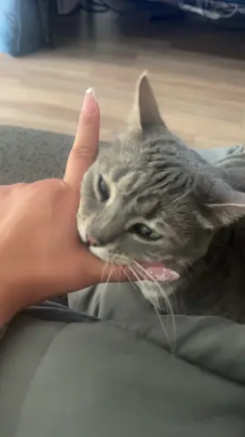 Oh, so she hates me 🥲 jk I think she loves me deeeeeeep down  #catsoftiktok #cattok #catmom #fypシ゚viral #fyppppppppppppppppppppppp 