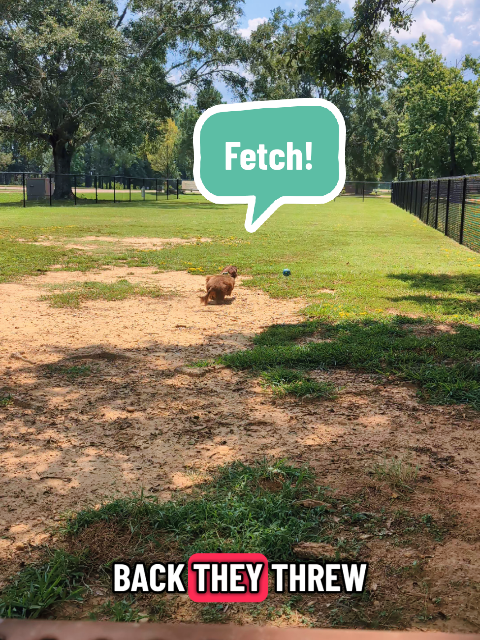 Theo loves fetch for about 5 throws 😂 #fetch #nerf #dachshund #fyp #wiener 