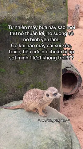 Ê tự nhiên sợ nha mấy ní #GreenCreator #VinWonders #WonderSummer2025 #dulich 