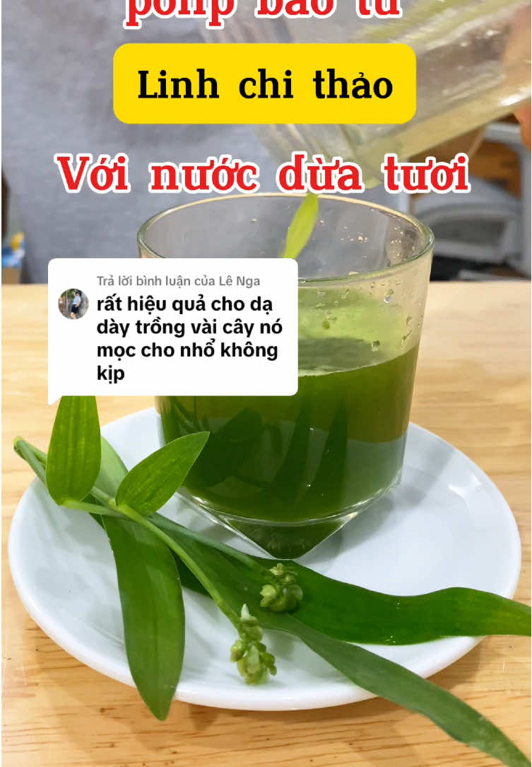 Trả lời @Lê Nga linh chi thảo dễ trồng, dễ sử dụng nha a/c. Đầy hơi, trào ngược, đau bụng, tiêu chảy,... dùng cũng hiệu nghiệm lắm #linhchithao #thaolinhchi #cobaotu #polipdaday #polipbaotu #poliptuimat #vuonduoclieuvn 