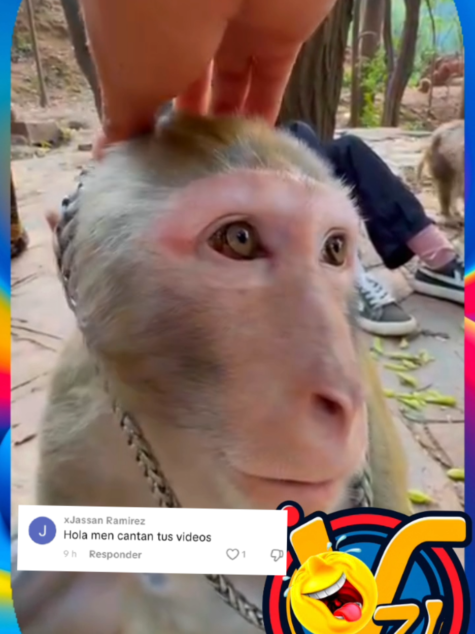mono Gracioso  animales graciosos  #animalesgraciosos #animales #doblajesgraciosos #paratii #doblajevenezolano 