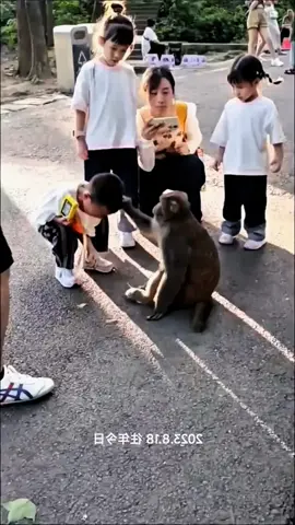 #tiktok #monkey #foryou 