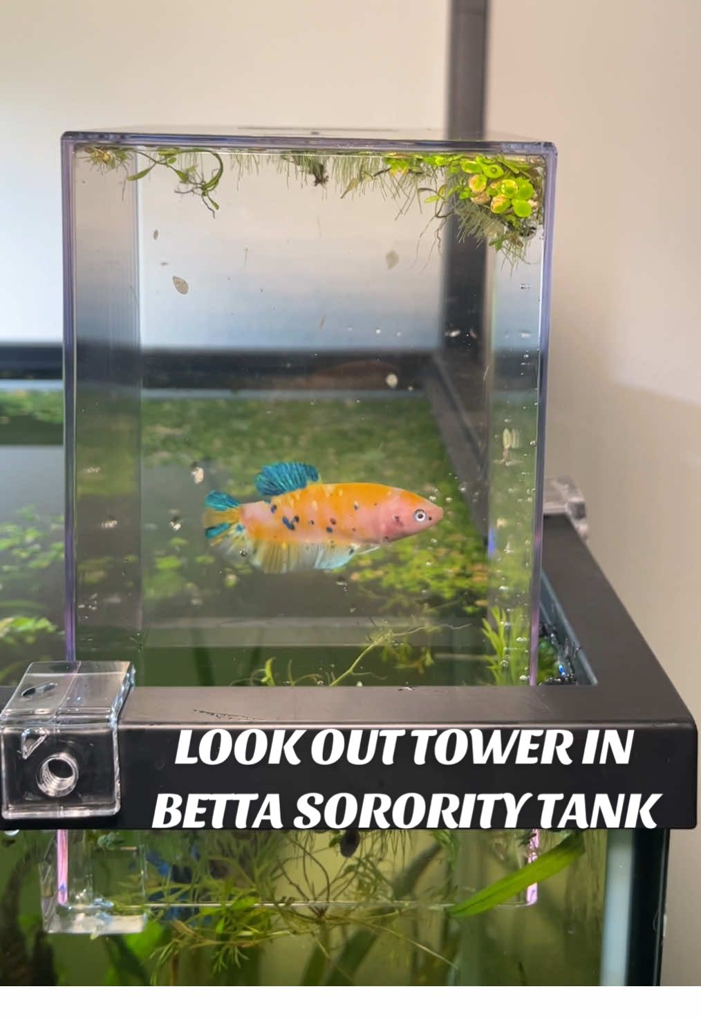 💧Adding a look out tower in my betta fish sorority tank  #fishtanklookouttower #bettafish #bettasorority #fishtankdecor #75gallonfishtank 