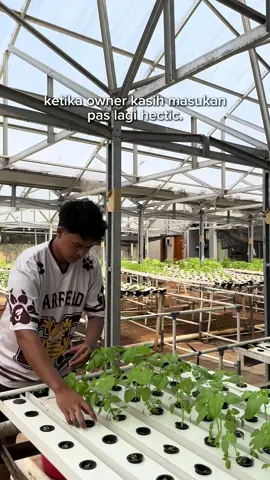 lagi hectic pindah tanam hidroponik, malah sempet sempetnya kasih advice. #willforeverbeyourgreens #hidroponik #sayuranhidroponik #petanimilenial #tanamanhidroponik 