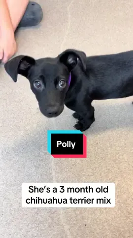 Reach out via ahconnects.org to learn more about Polly! ##adopt##puppy##animalrescue##dogrescue
