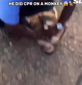 You won’t believe what this medic did to save a monkey’s life… 🐒🙏 Wild dogs chased it until it collapsed. He chased them away & gave CPR — saving its life. Faith in humanity = restored ❤️ #WatchTillTheEnd #faithinhumanityrestored #animalrescue #monkeyrescue #saveanimals 