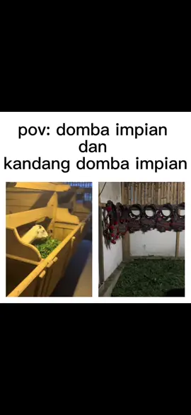 #foryoupage  #4u #hpdki #seniketangkasandombagarut #4upage 