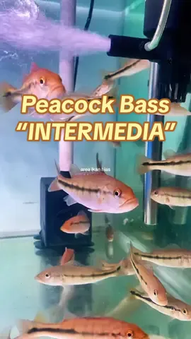 si marking pagar! ☕️ size 8-9cm,  Pbass intermedia #pbass #intermedia #pbassinter #peacockbass #pbassindonesia 