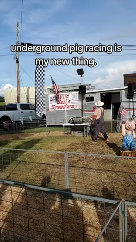 pig racing #race #pig #piggy #underground #needforspeed 