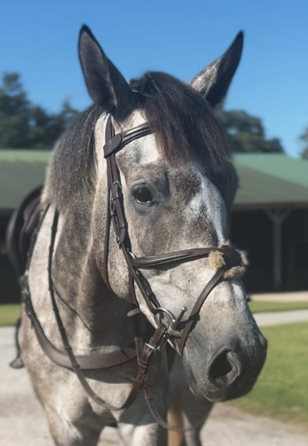 Mouse has grown up so much these days (as proven by standing for a photo op) he just wants the world to know his name #HeartwellCZ #Mouse #Showjumping #TeamArion #Declarationfeed 