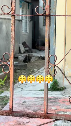 Mak bawak sorok anak... dah sunyi sepi baru depa brani keluar. Takut org marah kot 😞
