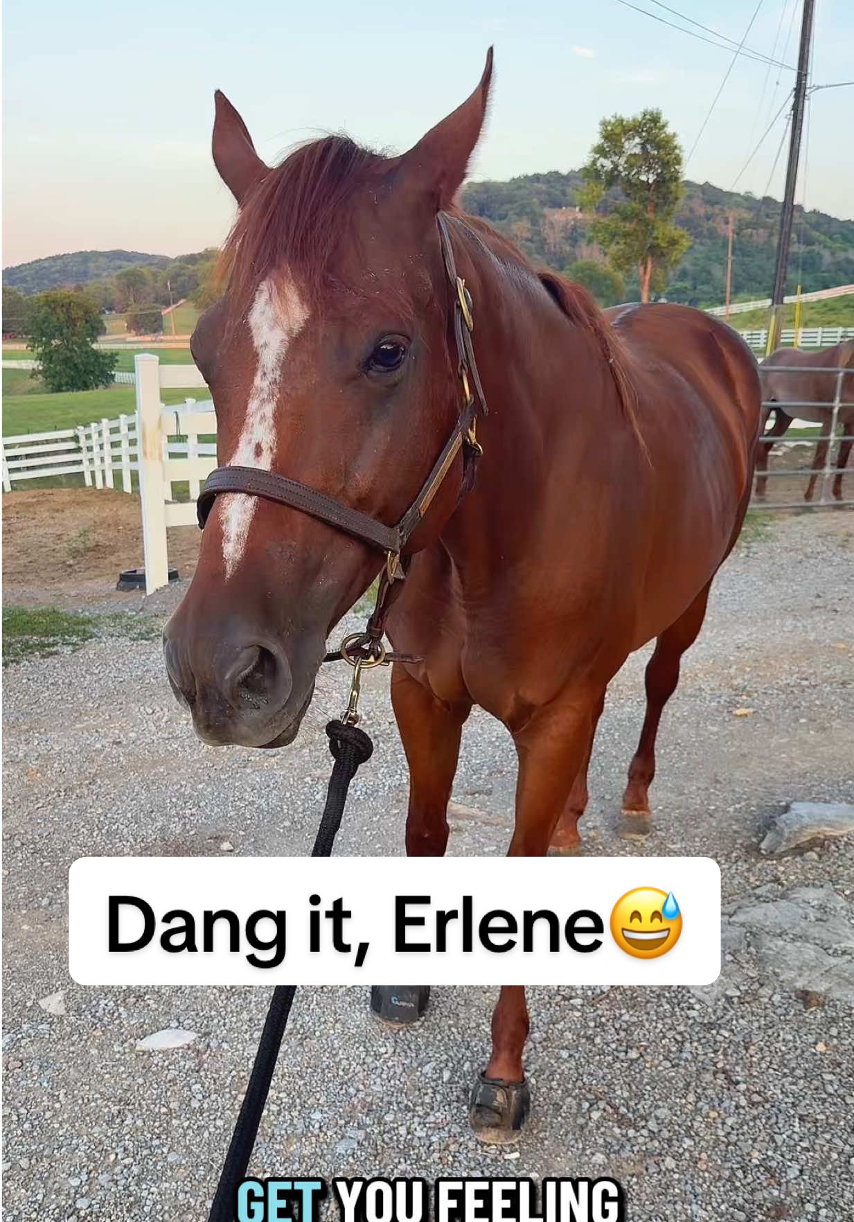 Welcome Home to me😅🐴