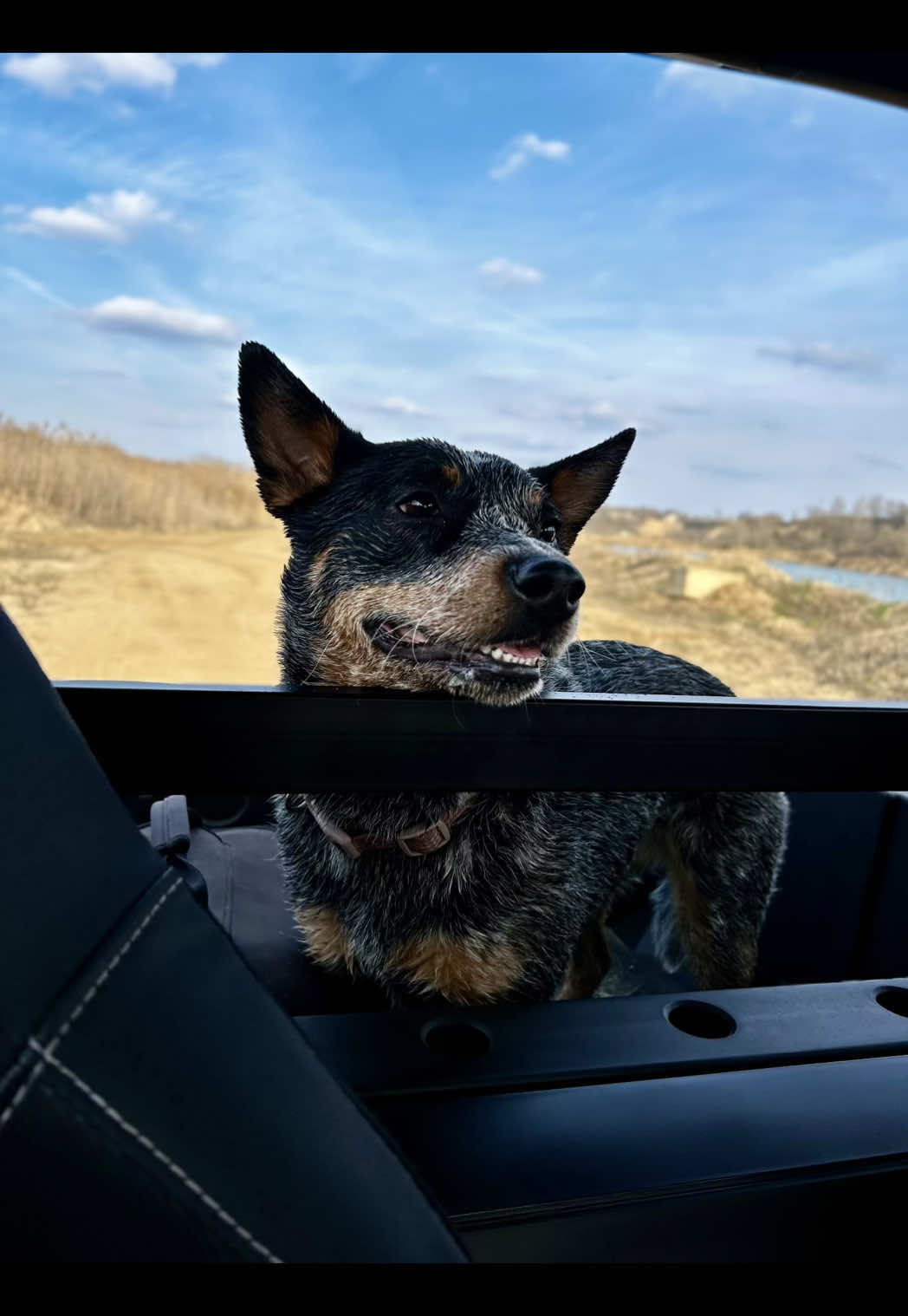 So you want a heeler….bless your soul. Your patience better be impeccable because it’s pure chaos all the time  😂🫶🏻 #blueheeler #ourbaby #funnypuppy #heelersoftiktok #heelerfamily 