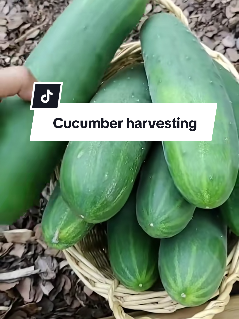 Do you want cucumbers 😆 #ladybugsgarden🐞 #gardenwithladybug #ladybug2002🐞 #gardentok #atlantagardengirl @Summer Ambrose 