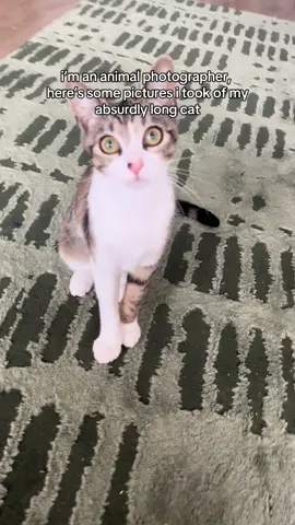 i’m a professional #cat #fyp #kitten #kittycatsoftiktok #kittensoftiktok 