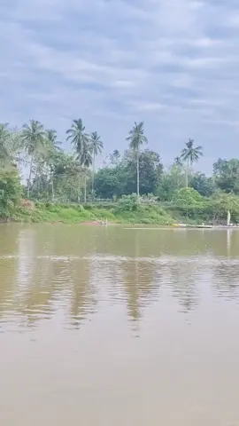 Telah melintas duo Tuah Kalajengking di desa Lumbok kec Kuantan Hilir seberang pada jam 07.20 wib #pacujalur 