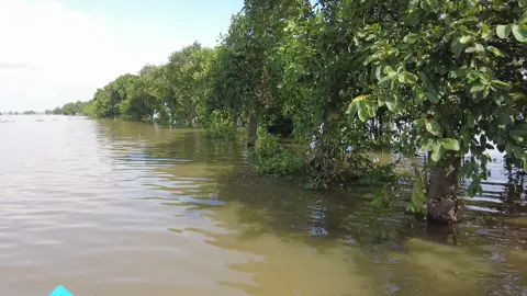 Hồng Ngự nước lũ ngập bờ đê🥰