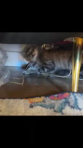 lmao killa kat 😂 @Emily Vanderveen #catsoftiktok #killercat #funny #hehe #cute