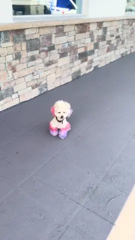 This is our daily go-home routine. She’s such a good dog.  #poodlesoftiktok #toypoodle #dogsoftiktok #girlsbestfriend #DogTraining 