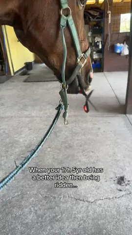 Noodle craved violence #horse#horses#foryoupage❤️#sbcdressage##fypシ゚