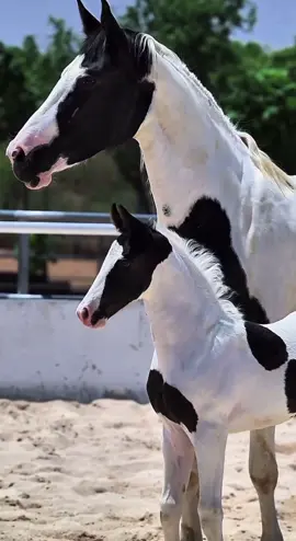 Precioso, potrillo y mamá #potros #caballos #baby #fy #fyp 