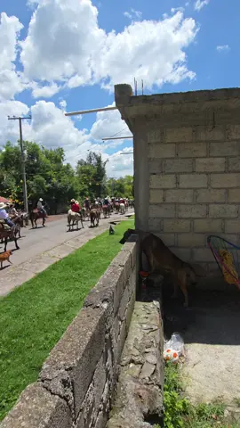 ¿Y el perro es chismoso? #perros #chisme #caballos #perrostiktok #perrosgraciosos @🤍🐥 