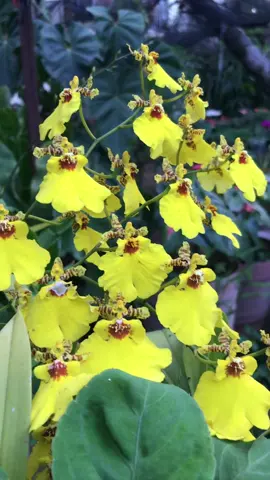 A few things in Doña Rosa’s garden. It’s such a dense garden. #flowers #garden 