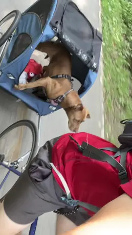 sorry this makes me laugh so hard. she absolutely had a blast biking with dad. p.s. shes fully clipped in and cannot fall out the front #pitbullsoftiktok #pitsoftiktok #pitbull #dogsoftiktok #dogs #funnydog #lol #cute #pitties #mygirl #biking #cycling #bicycle 