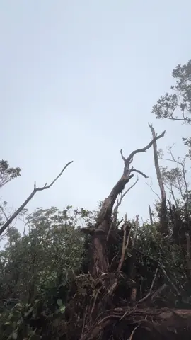 Puncak gunung tanggamus yang lagi viral #tanggamus #tanggamus_lampung #lampungtiktok #gunungtanggamus #lampungpride 