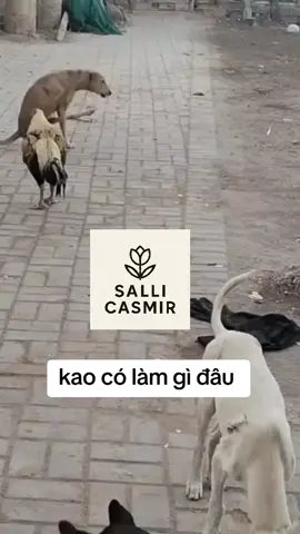 #sallicasmir #fyp #tiktok #foryoupage #viralvideos                                               