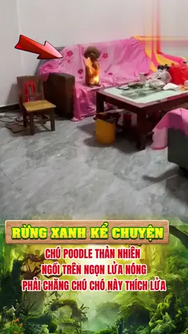 Chú chó này không sợ lửa #độngvật #dongvatthiennhien #pets #tiktokviral #giaitri 