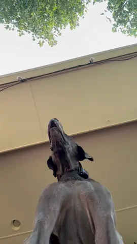 Greatdan core#dogsoftiktok #funnydog #fyp#foryou 