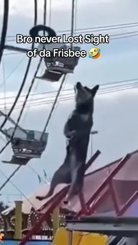 Dog running 😂😂#dog #dogsoftiktok #funny #happy #fyp 