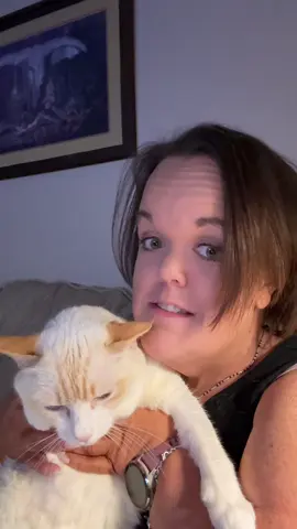 She wasn’t happy I woke her up for this trend 🤣 #cats #trend #labubu #flamepointsiamese #flamepoint 