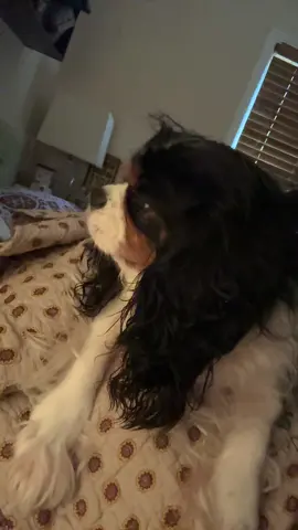 This audio worked too well. #oliverthesnoringdog #cavalier #cavalierkingcharles #cavalierlingcharlesspaniel #tricolorcavalier 