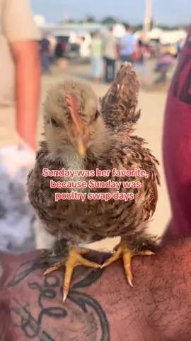 Aka my social hours lol.. so grateful for all the friends I’ve ever made here #poultry #birds #chickens #pigeons 
