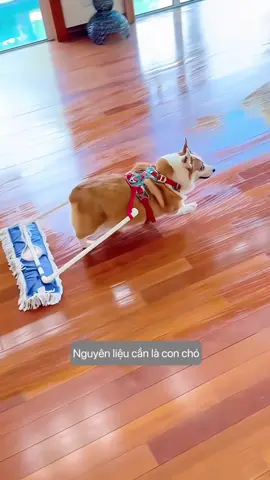 Từ khi nuôi chó, tôi không cần phải lau nhà nữa