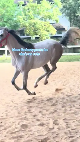 AHHHH SHES THE BEST #arbianhorse #warmbloodcross #warmblood #horse #3yearoldhorse 